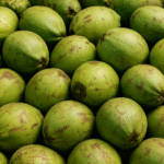 kelapa-muda-zoe-export